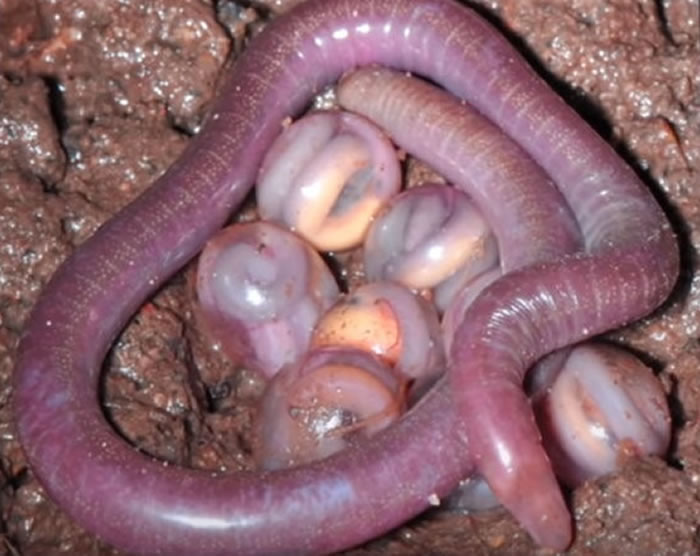 印度发现两栖类新物种 被称为“恶魔的生物”