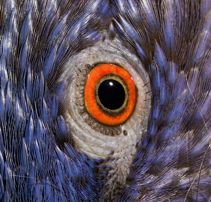 彩虹吸蜜鹦鹉（Trichoglossus haematodus haematodus）的眼睛