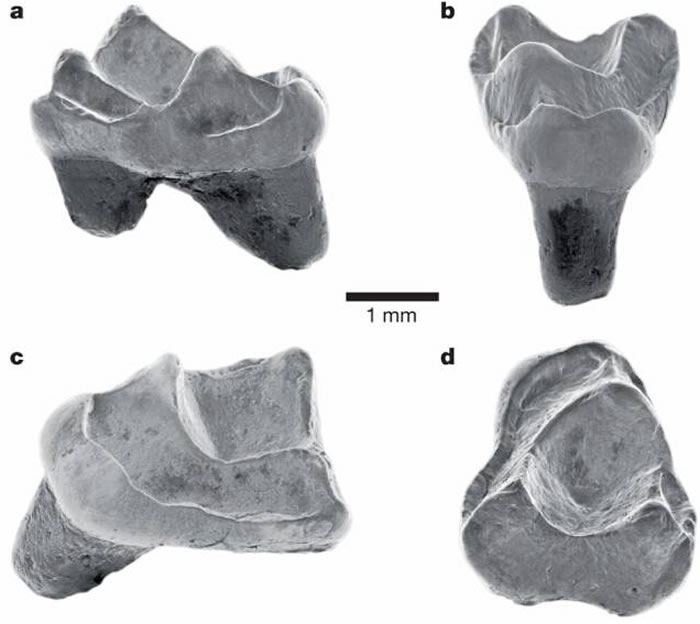 亚马逊雨林发现的新化石表明：猴子在4000万年前划着木筏从非洲抵达南美洲