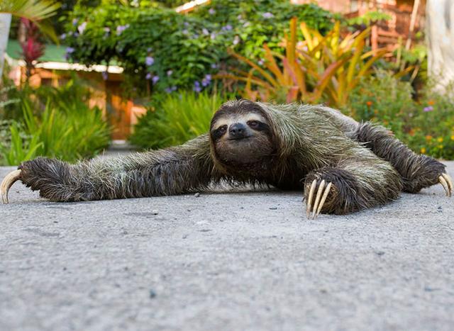 谁能比它懒？懒得神奇的三趾树懒