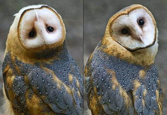 谁能比它懒？懒得神奇的三趾树懒