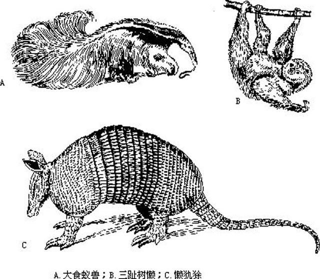 谁能比它懒？懒得神奇的三趾树懒