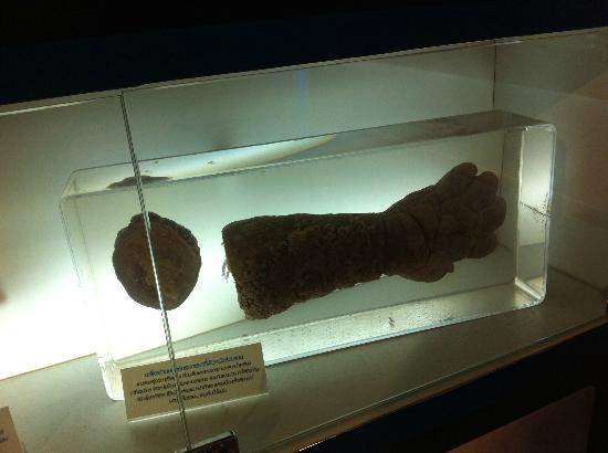 【阅览注意】泰国《死亡博物馆》沉睡着所有奇异的标本 - 图片8