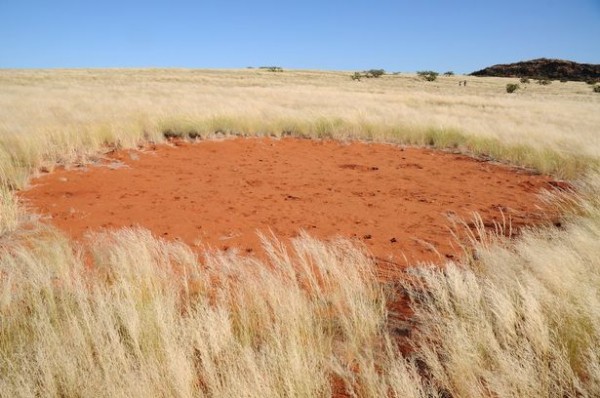 PAY-Fairy-circles-in-the-Western-Australian-outback
