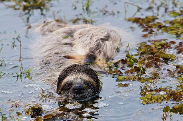 谁能比它懒？懒得神奇的三趾树懒