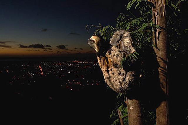 谁能比它懒？懒得神奇的三趾树懒