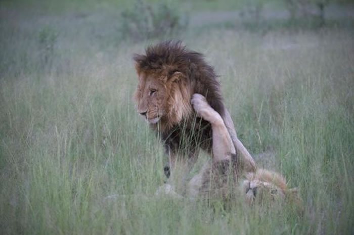北波札那部分地区常见鬃毛母狮。 PHOTOGRAPH BY NICOLE CAMBRE， REX， SHUTTERSTOCK