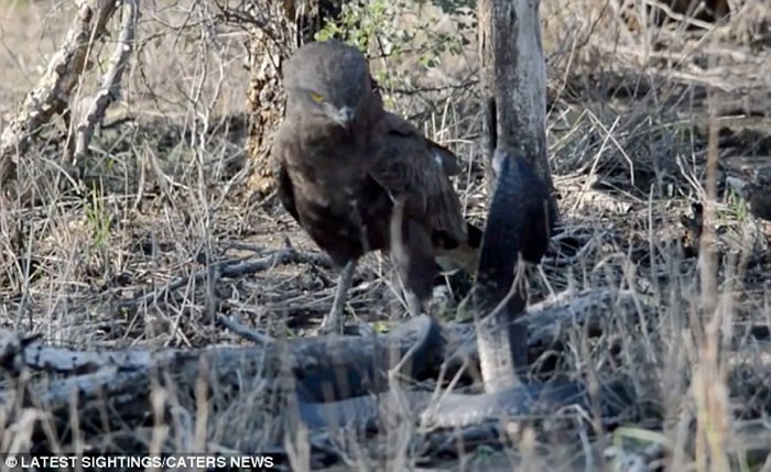 罕见画面：南非克鲁格国家公园拍摄到蛇雕与眼镜蛇的世纪对决