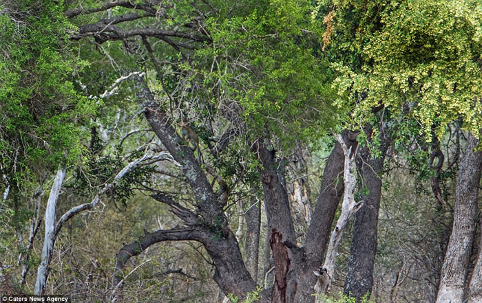 考眼力：南非克鲁格国家公园猎豹藏隐藏丛林间