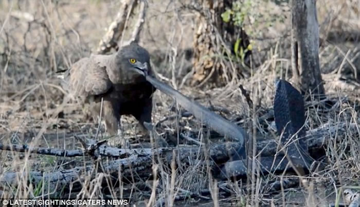 罕见画面：南非克鲁格国家公园拍摄到蛇雕与眼镜蛇的世纪对决