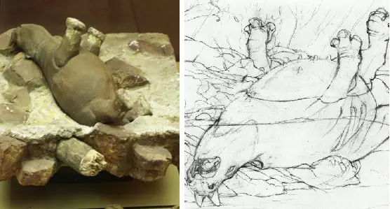 你想不想也变成化石 在亿万年后被挖出来？