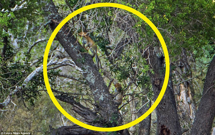 考眼力：南非克鲁格国家公园猎豹藏隐藏丛林间