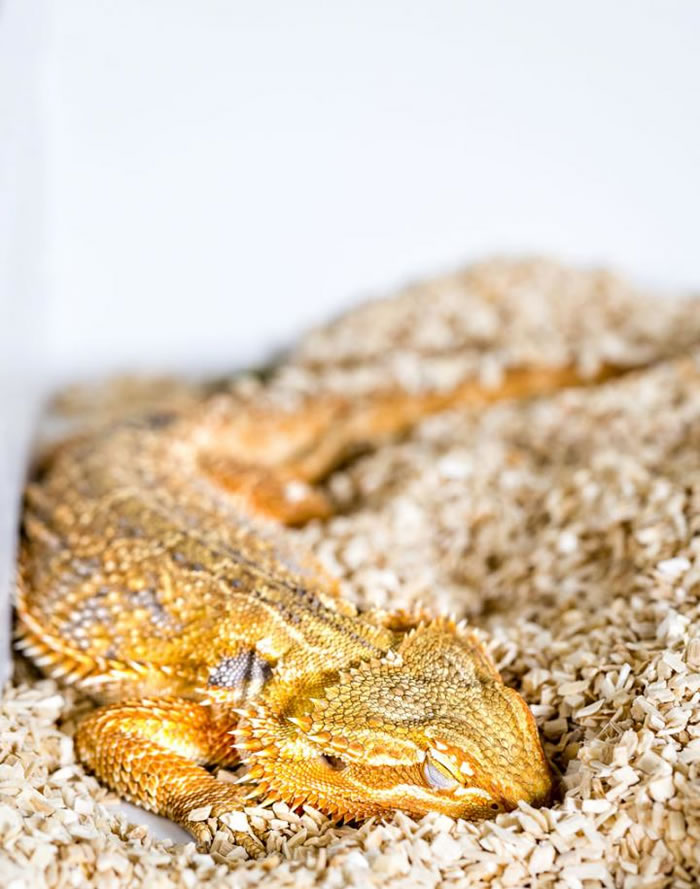 澳洲鬃狮蜥（Pogona vitticeps）。