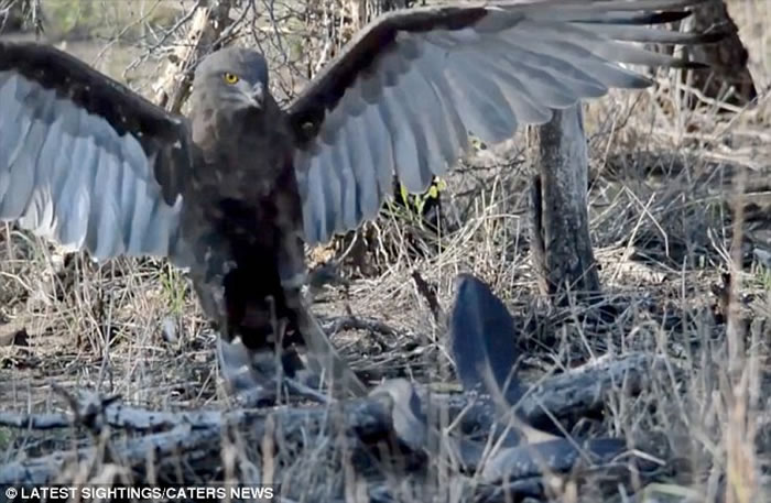 罕见画面：南非克鲁格国家公园拍摄到蛇雕与眼镜蛇的世纪对决