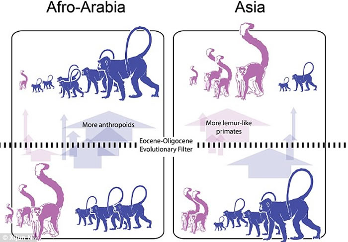 中国化石揭示亚洲灵长类动物如何演化出与今天所见类似的排布状况