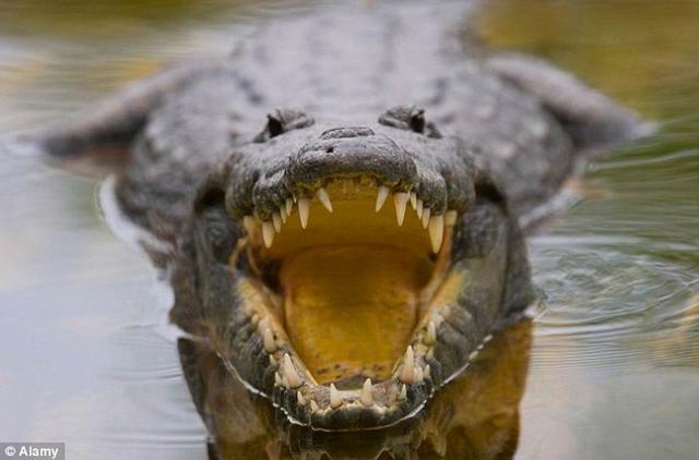 鳄鱼“第三眼”无需移动头便能洞察水面猎物