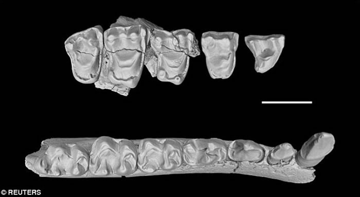 中国化石揭示亚洲灵长类动物如何演化出与今天所见类似的排布状况