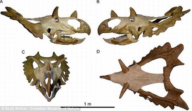 美国退休核子物理学家变身化石猎人 发现白垩纪新品种恐龙化石