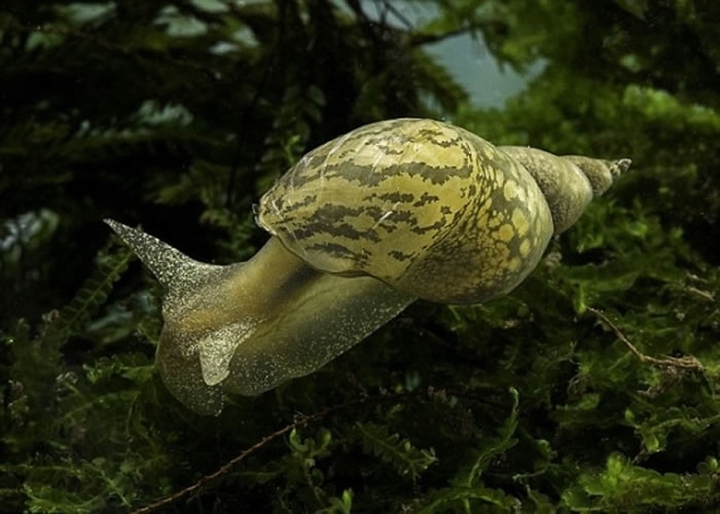 蜗牛吃不吃东西只需用两个脑细胞决定