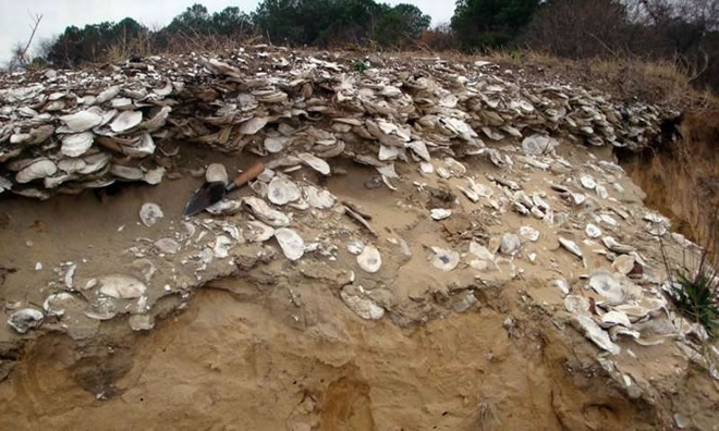 史前美洲原住民渔场可能为可持续的牡蛎捕捞提供一张蓝图