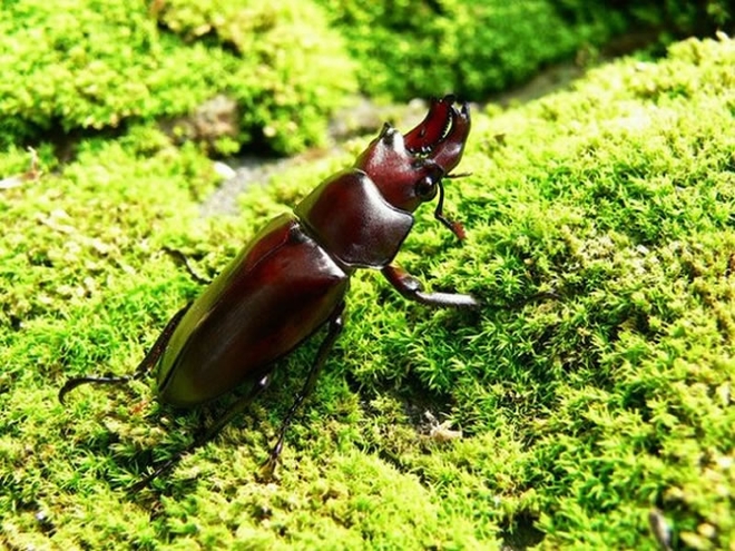 金鬼锹形虫大约在70万年前分化，分布范围比栗色深山锹形虫及黑脚深山锹形虫广泛。（图/中兴大学蔡正隆提供）