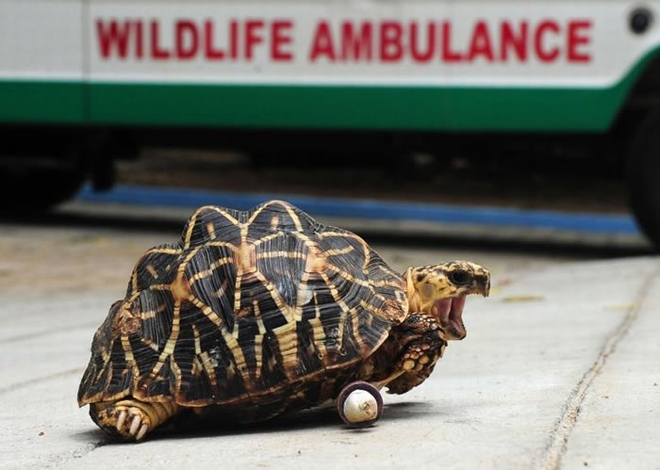 海龟和陆龟常会遇到腿部受伤的状况。PHOTOGRAPH BY ARUM SANKAR, AFP, GETTY IMAGES