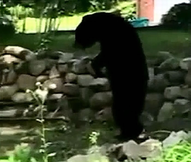 美国新泽西州出现大脚怪？两脚直立行走的黑熊Pedals