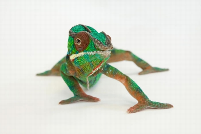 林肯儿童动物园的七彩变色龙(panther chameleon / Furcifer pardalis)变成了一身绿。 / PHOTOGRAPH BY JOEL
