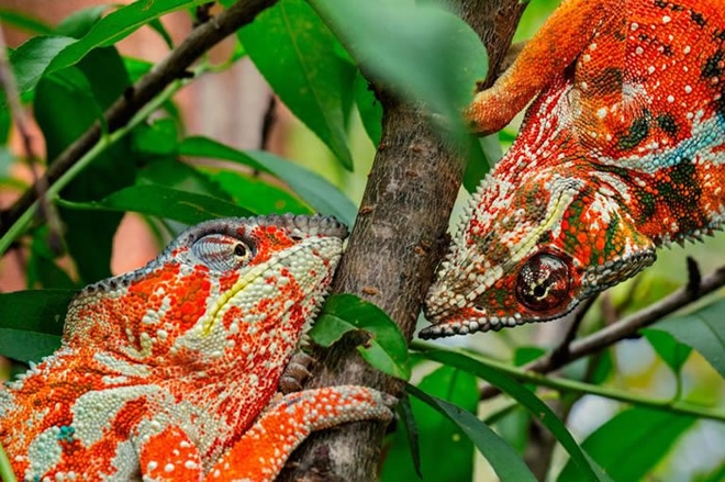 马达加斯加两只公七彩变色龙,变成红色警戒彼此,要开战啦! / PHOTOGRAPH BY CHRISTIAN ZIEGLER, NATIONAL GEOGRAP