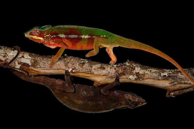 求偶之战落幕,占上风的七彩变色龙就会以换色庆祝胜利。落败的则会转为黯淡的土褐色。 / PHOTOGRAPH BY CHRISTIAN ZIEGLER, NATI