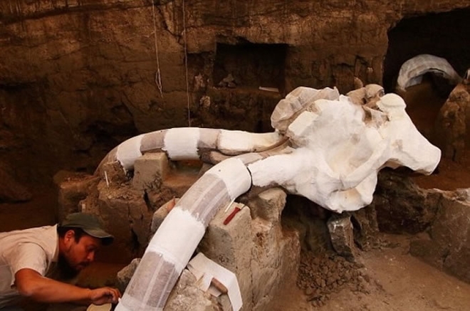 学者相信该长毛象曾被人类分尸取肉。