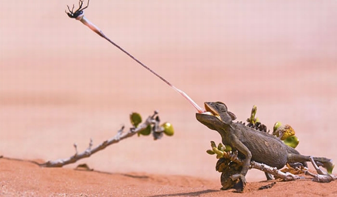 蜥蜴口水的黏稠度大约是人类的400倍