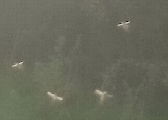 有人质疑“仙子”只是普通蜻蜓。