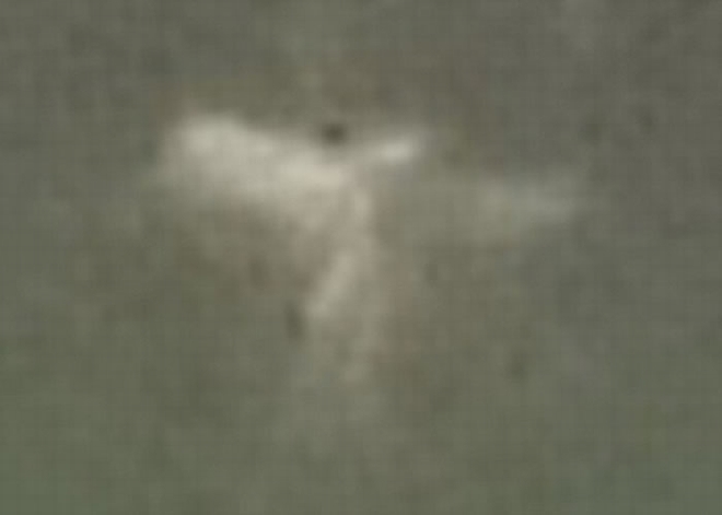 到底它是仙子抑或是常见不过的昆虫?