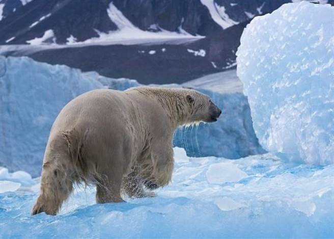 北极熊踏出水面一幕