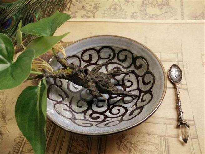 曼德拉草，原名风茄，又名毒参茄，亦音译作曼德拉草。