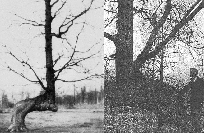 一直以来，许多学者对弯腰树进行研究。