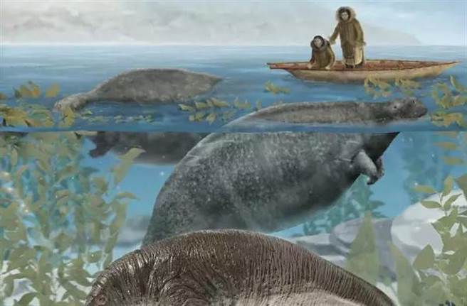 1741年秋末，这位31岁的德国自然学家兼医生斯特拉去寻找可能存在的“西北航道”，发现了大海牛。