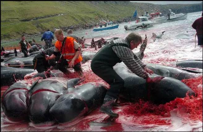 人类不断破坏海洋生态，如今捕鲸现象亦是如此。