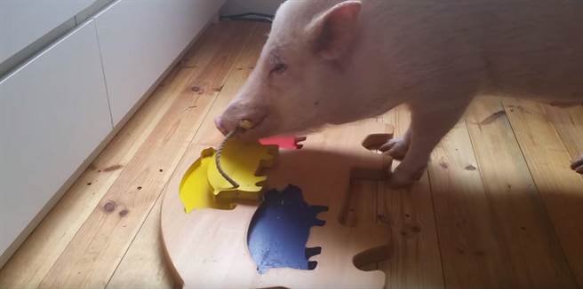 别再说猪笨！会玩益智游戏 智商等同黑猩猩