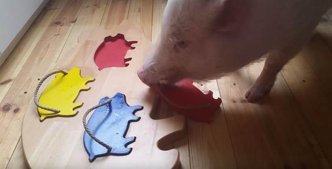 她所饲养的宠物猪莫里兹（Moritz）能够自行将不同颜色小猪造型积木放进对应的颜色凹洞里！