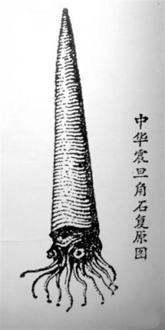 据了解，这块化石中的“石笋”，实际上是一种无脊椎动物——震旦角。