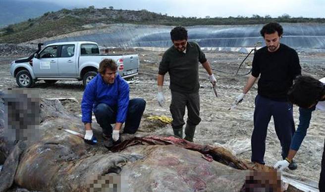 工作人员立即将鲸腹剖开，却让所有人都感到非常沉重。