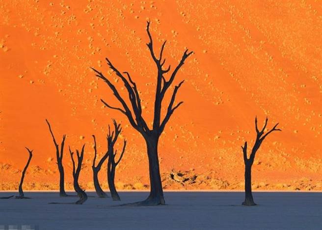 非洲纳米比亚死亡谷（Dead Vlei）的红色山丘与秃枝树木并列