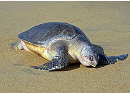 榄蠵龟 Lepidochelys olivacea