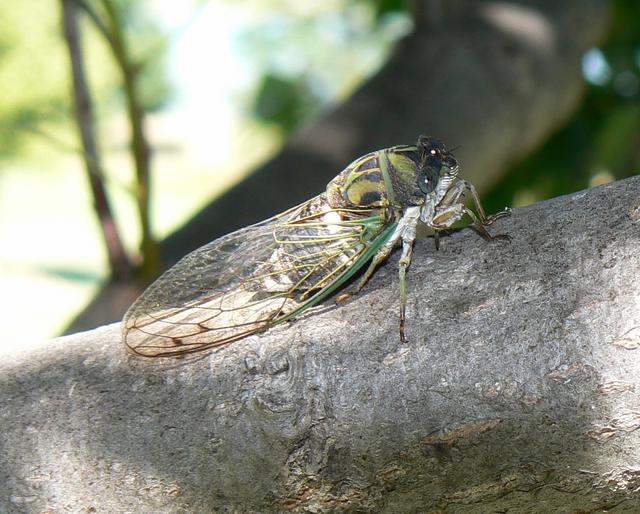 趣味科普：北美洲17年蝉知多少？