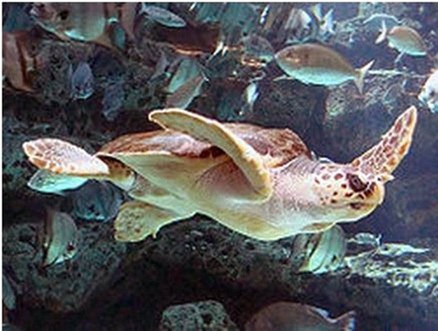 赤蠵龟 Caretta caretta