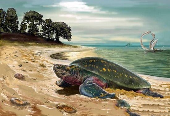 海龟是世界最长寿的动物 海龟物种分类