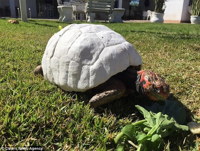 巴西“动物复仇者联萌”透过3D打印技术帮助严重受伤的动物重生