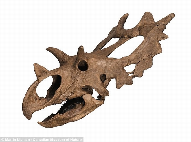 美国退休核子物理学家变身化石猎人 发现白垩纪新品种恐龙化石